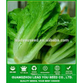 NLT06 Lunqi Guangzhou lettuce seeds supplier,lettuce seeds prices